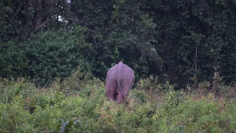 Visto-Alejarse-Visto-Desde-Su-Espalda-Hacia-La-Selva