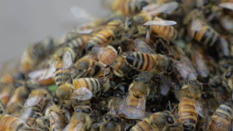 Makro-Eines-Großen-Schwarms-Von-Honigbienen