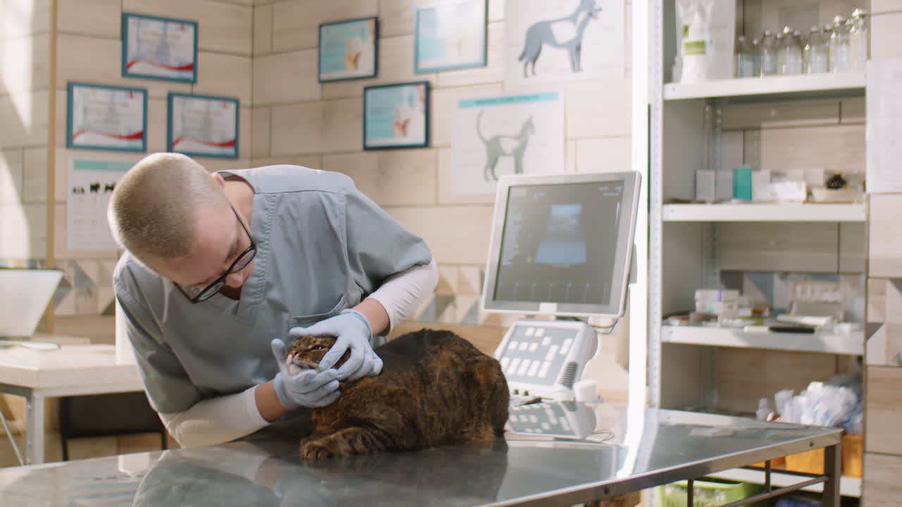 Vet Checking Ears and Teeth of Cat in Clinic