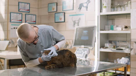 vet checking ears and teeth of cat in clinic