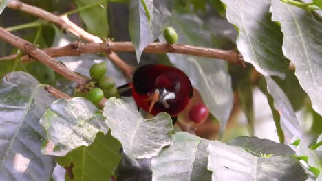 crimson backed tanager with long beack pecks on insect with fruit on branches