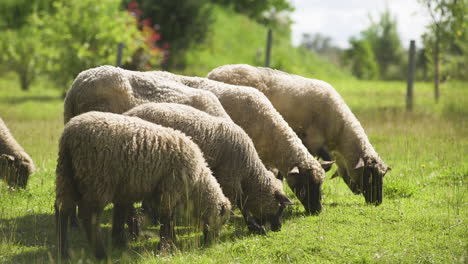 pintoresca escena de granja de rebaños de ovejas pastando, comiendo y cortando hierba verde juntos en una fila en el campo rural, cierre estático