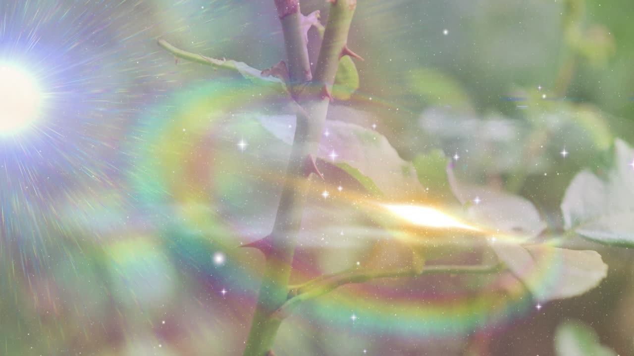 Luce che appare a sinistra proiettando un bagliore arcobaleno con una scia dorata scintillante che colora foglie e rami