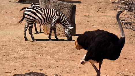 common ostrich standing in sunlight with zebra feeding in background