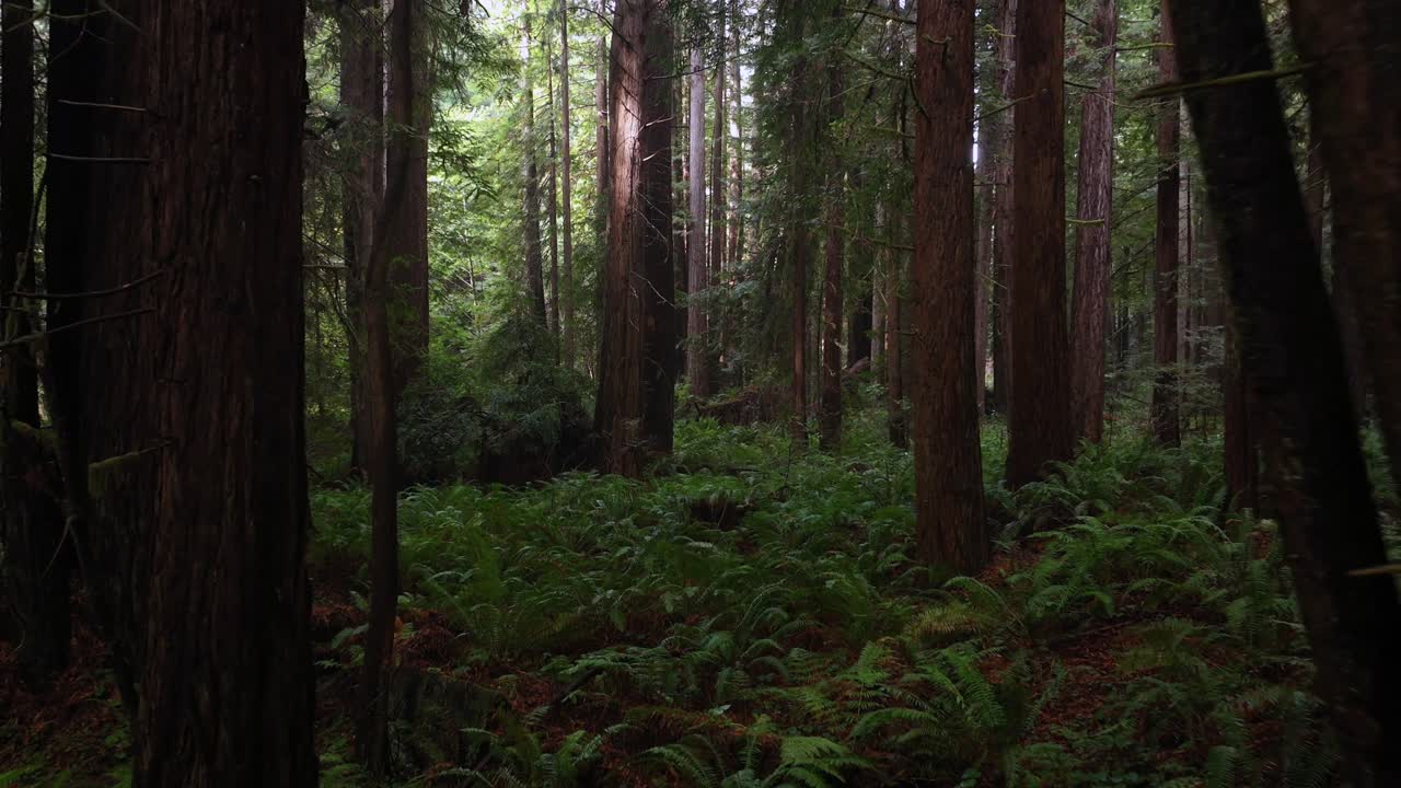 Lost Coast Trail PNW Redwood National and State Parks forest sun mist fog rain aerial drone California Eureka Fort Bragg giant sequoia tallest tree dense green foliage nature landscape forward motion