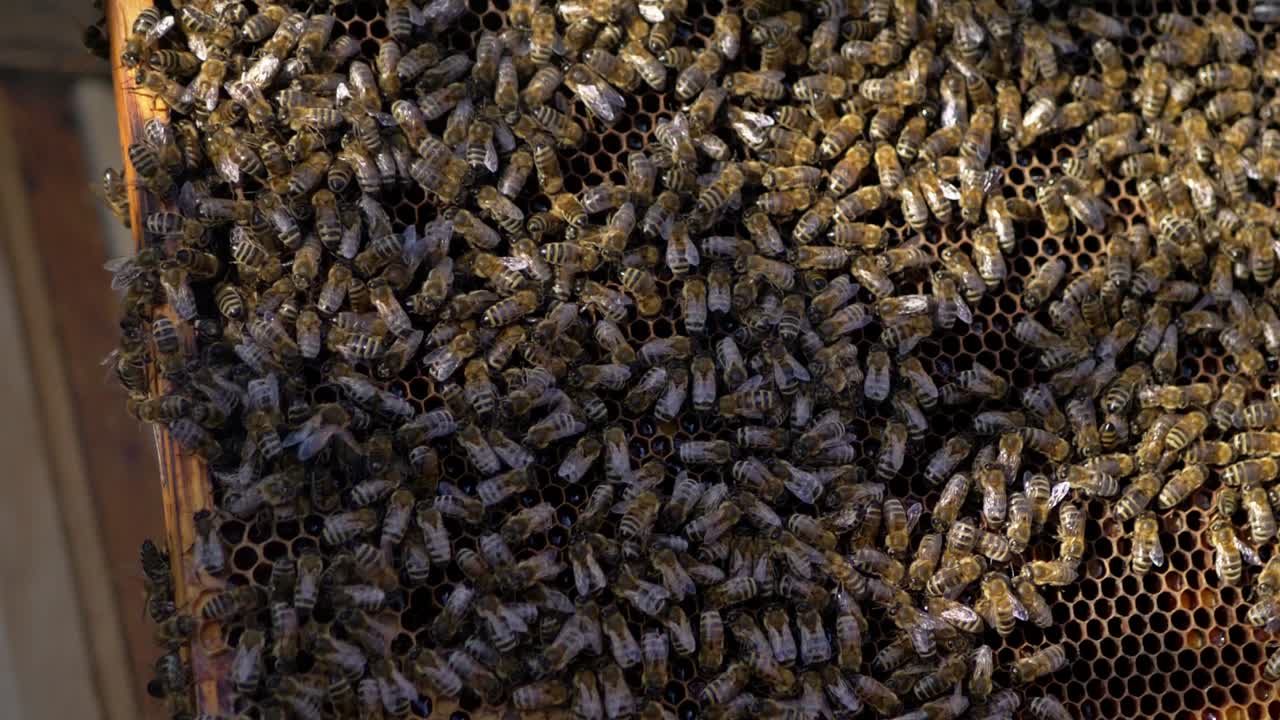 cerca de panal abundantemente envuelto en abejas melíferas