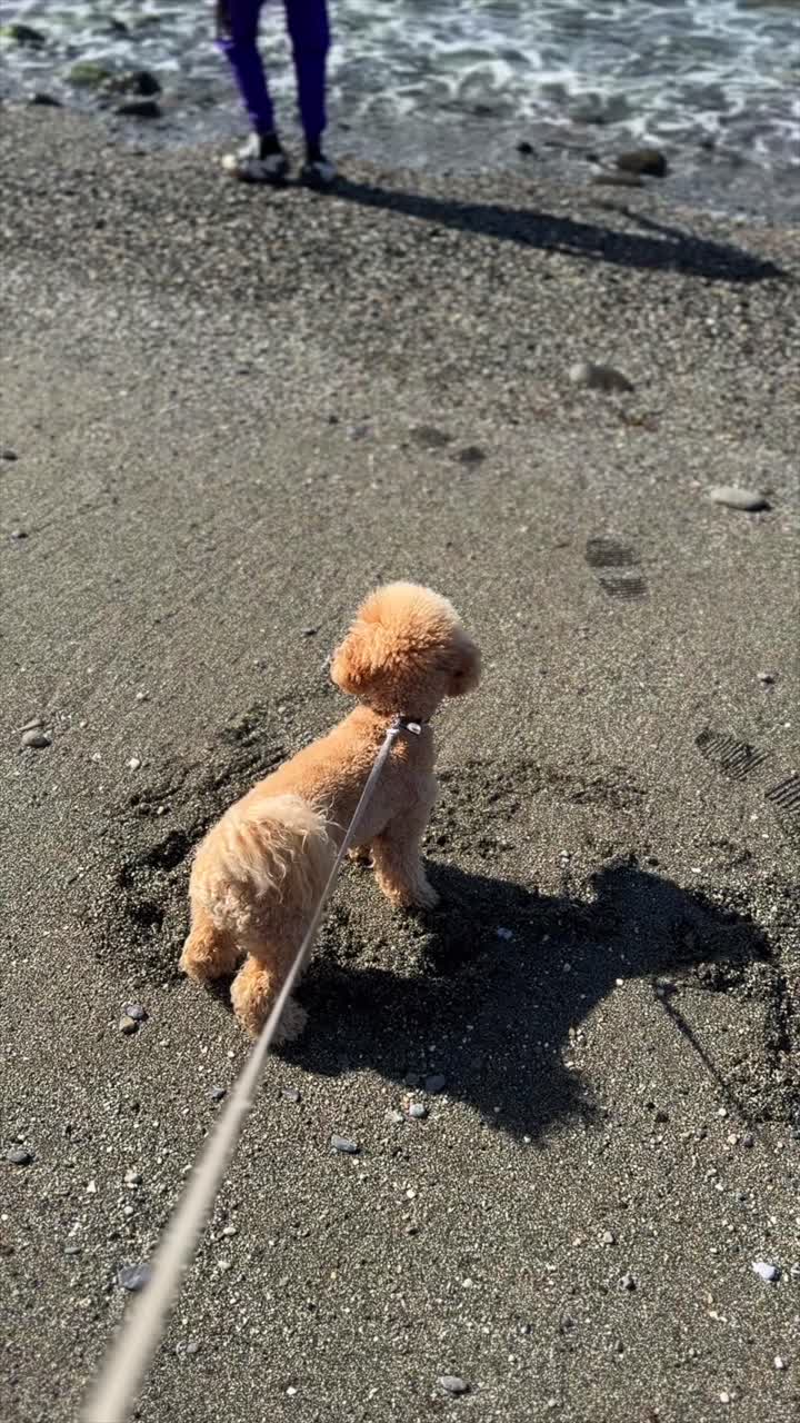 perro y persona en una playa