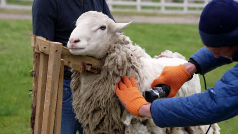 sheep shearing by electric machine. farmer shearing white sheep for production of wool fleece. man cutting wool on a sheep with clipper.