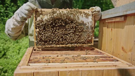 beekeeper harvesting honey at apiary bee yard