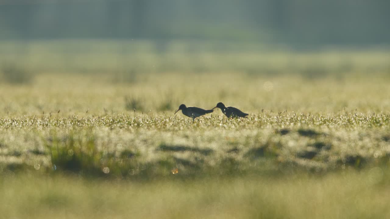 Two Birds in a Field at Sunrise
