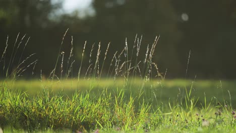 Ätherische-Ähren-Des-Grases-Auf-Langen-Stielen-Stehen-über-Der-üppigen-Grünen-Wiese,-Die-Von-Der-Morgensonne-Beleuchtet-Wird