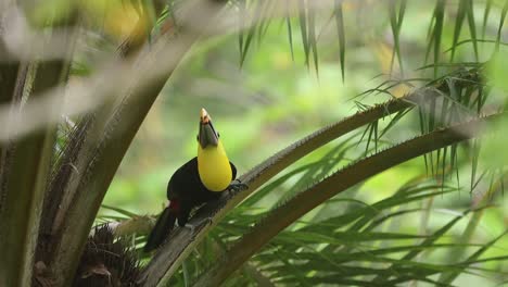 A-yellow-throated-toucan-perching-on-an-African-palm-tree-and-eating-its-fruits