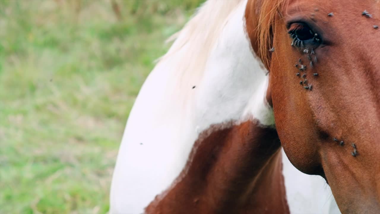 Flies and Equine Resilience: Slow Motion Close-Up of Horse's Face - 4K Video