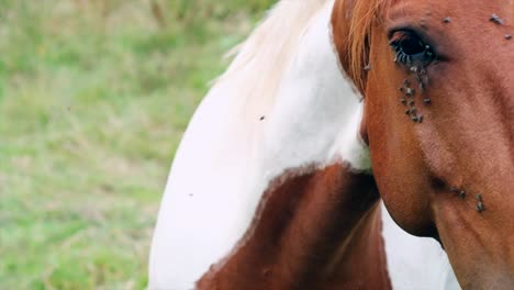 Moscas-Y-Resiliencia-Equina:-Primer-Plano-En-Cámara-Lenta-De-La-Cara-Del-Caballo---Vídeo-4k