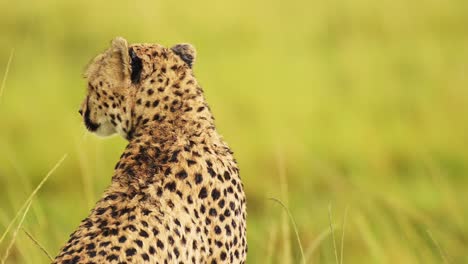 slow motion shot of close up of cheetah head surveying the lanscape searching for prey, detail of fur and spotted markings, african wildlife in maasai mara national reserve