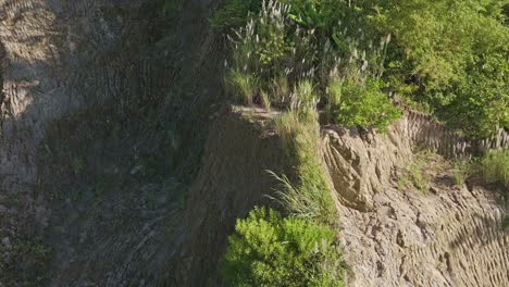 An-earthy-cliff-face-covered-in-lush-greenery,-pampas-grass-and-palm-trees