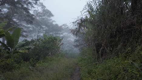 walking through the hazy jungle
