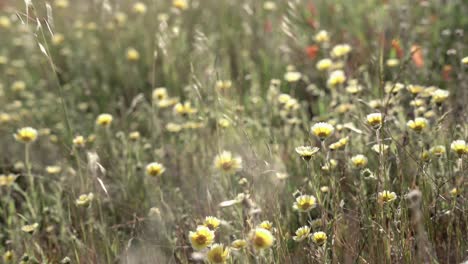 yellow flowers field in a windy day