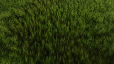 Blurry-greenery-in-motion,-possibly-shot-from-above,-Dardanelle,-AR,-giving-a-sense-of-speed-and-lush-landscapes