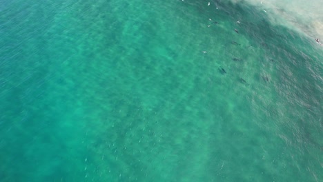 Delfines-Nariz-De-Botella-Cazando-Peces-En-La-Cabeza-Rota-NSW---Byron-Region---Australia