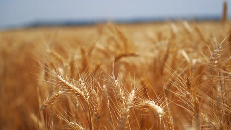 rural landscape of wheat field. beautiful rural landscape of wheat field