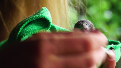 volunteer girl saving abandoned baby squirrel in thailand, close up