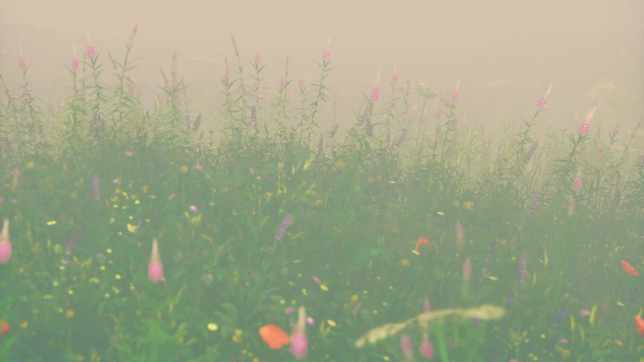 Colorful wildflowers bloom in a misty meadow during early morning light