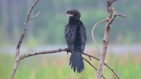 Cormorán-En-Los-Padres-De-Limpieza-De-árboles.