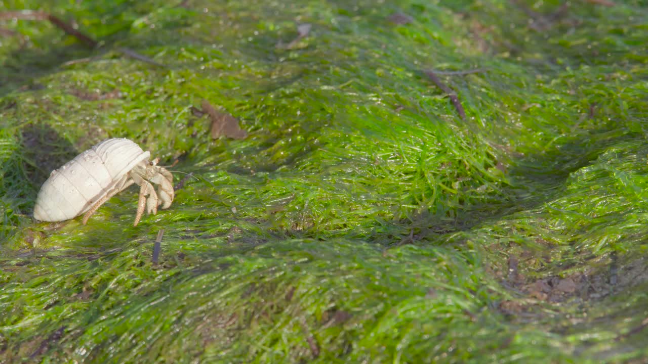 pequeño cangrejo ermitaño tomando el sol entre algas verdes