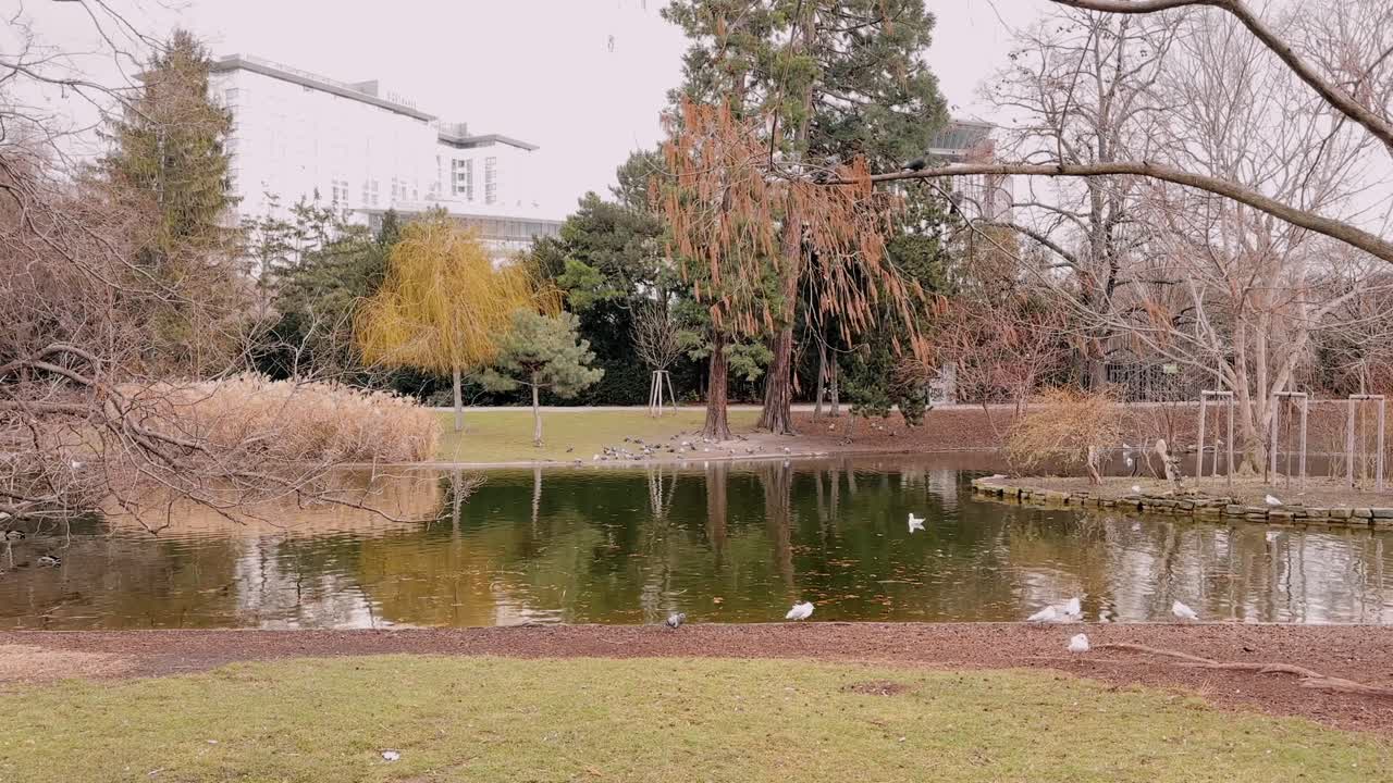 calm park pond with birds and trees in winter, surrounded by buildings in Vienna, Austria