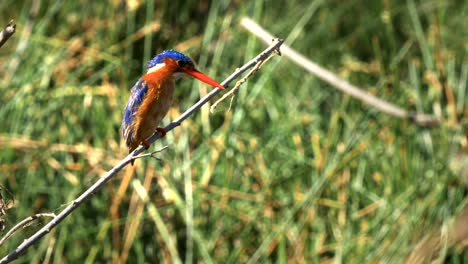 zoom in shot of a malachite kingfisher in amboseli