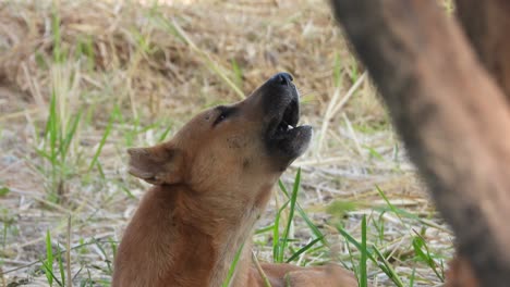 dog wowing - sitting - gold