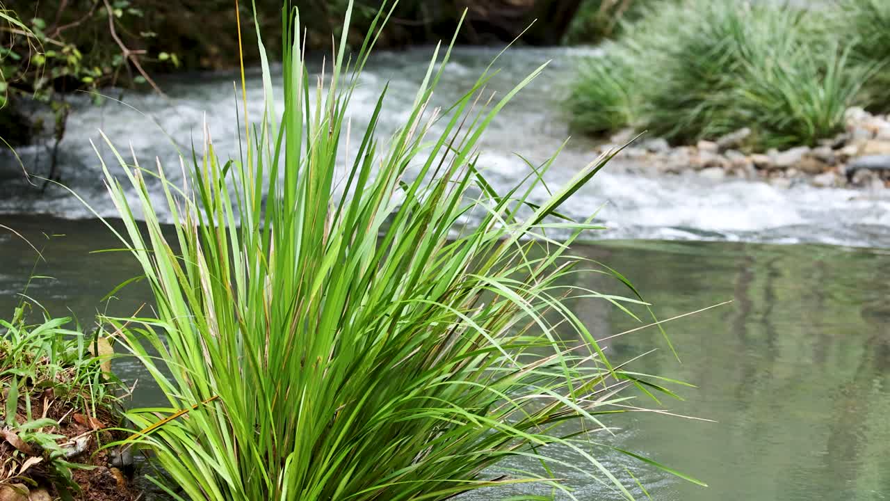 A steady camera captures lush green grasses by a gently flowing creek in a forested area, under soft natural daylight with tranquil mood