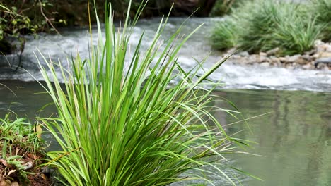 a steady camera captures lush green grasses by a gently flowing creek in a forested area, under soft natural daylight with tranquil mood