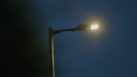 lampada di strada a bassa luce serale con cespuglio sfocato in primo piano