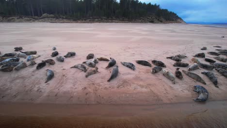 Grupo-De-Focas-Grises-Relajándose-En-Bancos-De-Arena-En-La-Bahía-De-Findhorn,-Escocia