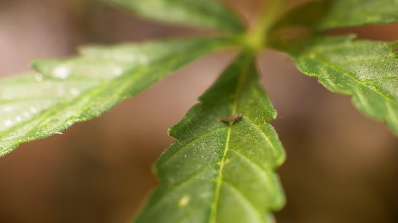 Ladybug Larva on Canabis Plant – Natural Aphid Predator, Biological Pest Control Macro