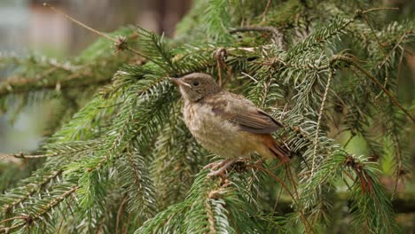 young baby bird sitting on pine branch and being fed, close up