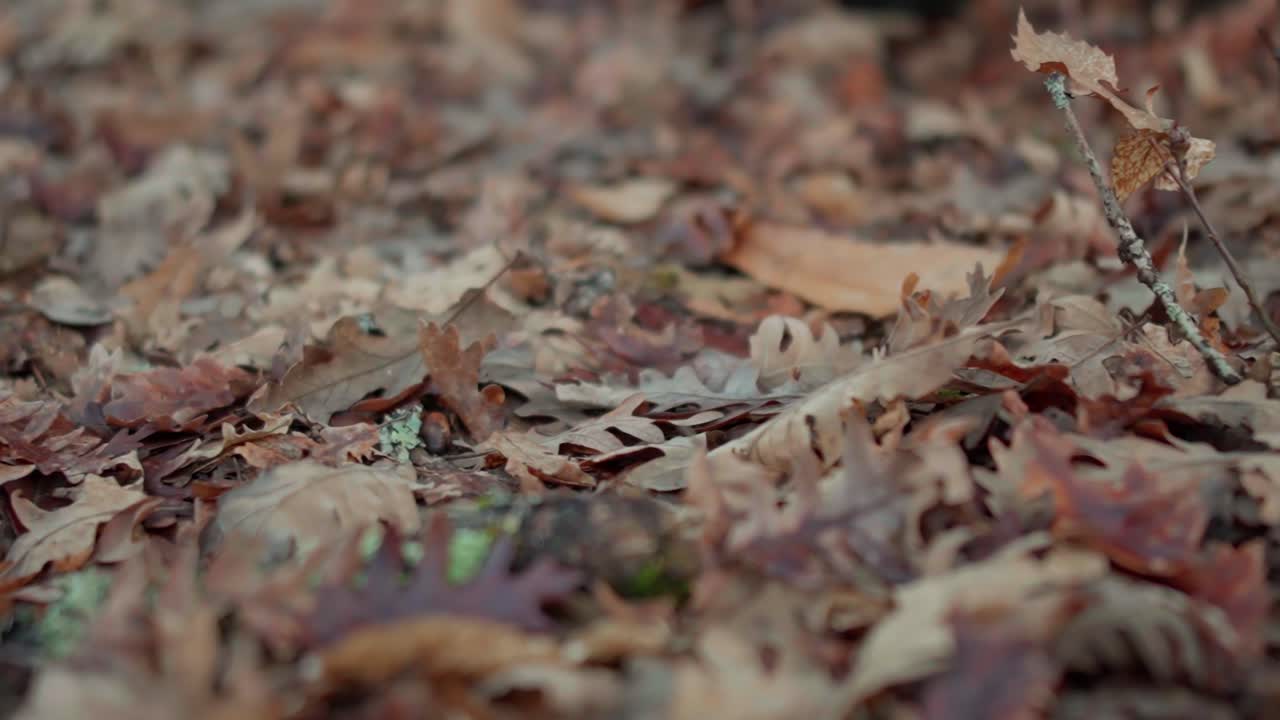 Primer plano de botas de senderismo caminando sobre hojas secas de otoño en el bosque. Toma en ángulo bajo de los pies de un viajero con zapatos de cuero pisando el suelo. Aventura en la naturaleza a cámara lenta