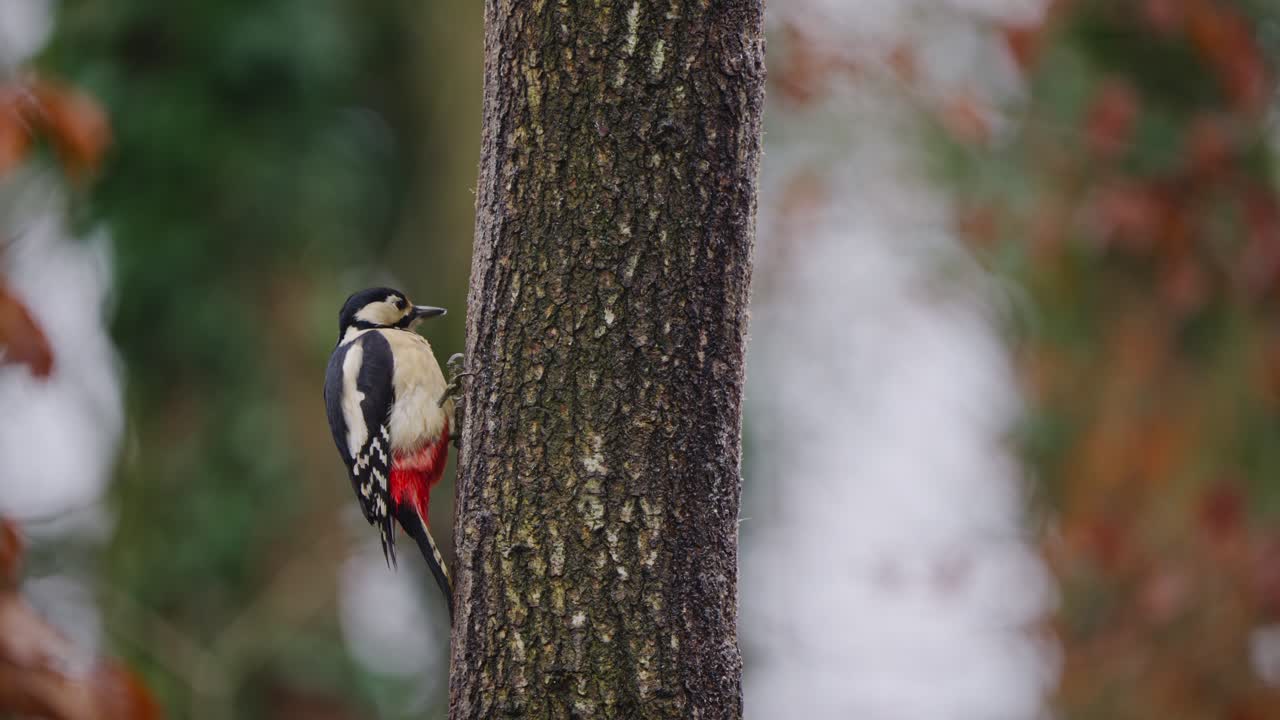 Great spotted woodpecker perched in side profile on pine trunk, soft forest colors behind