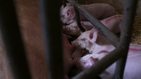 pigs on livestock farm pig farming young piglets at stable 43