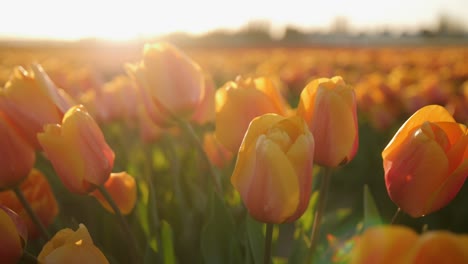 stunning sunset over a field of orange tulips