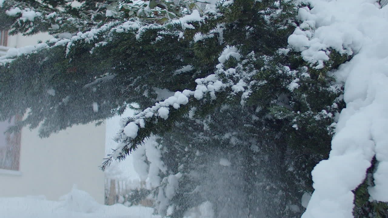 자루로 눈으로 인 나무를 때리는 중간 느린 촬영