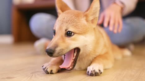 Close-up-view-of-hands-petting-a-Shiva-Inu