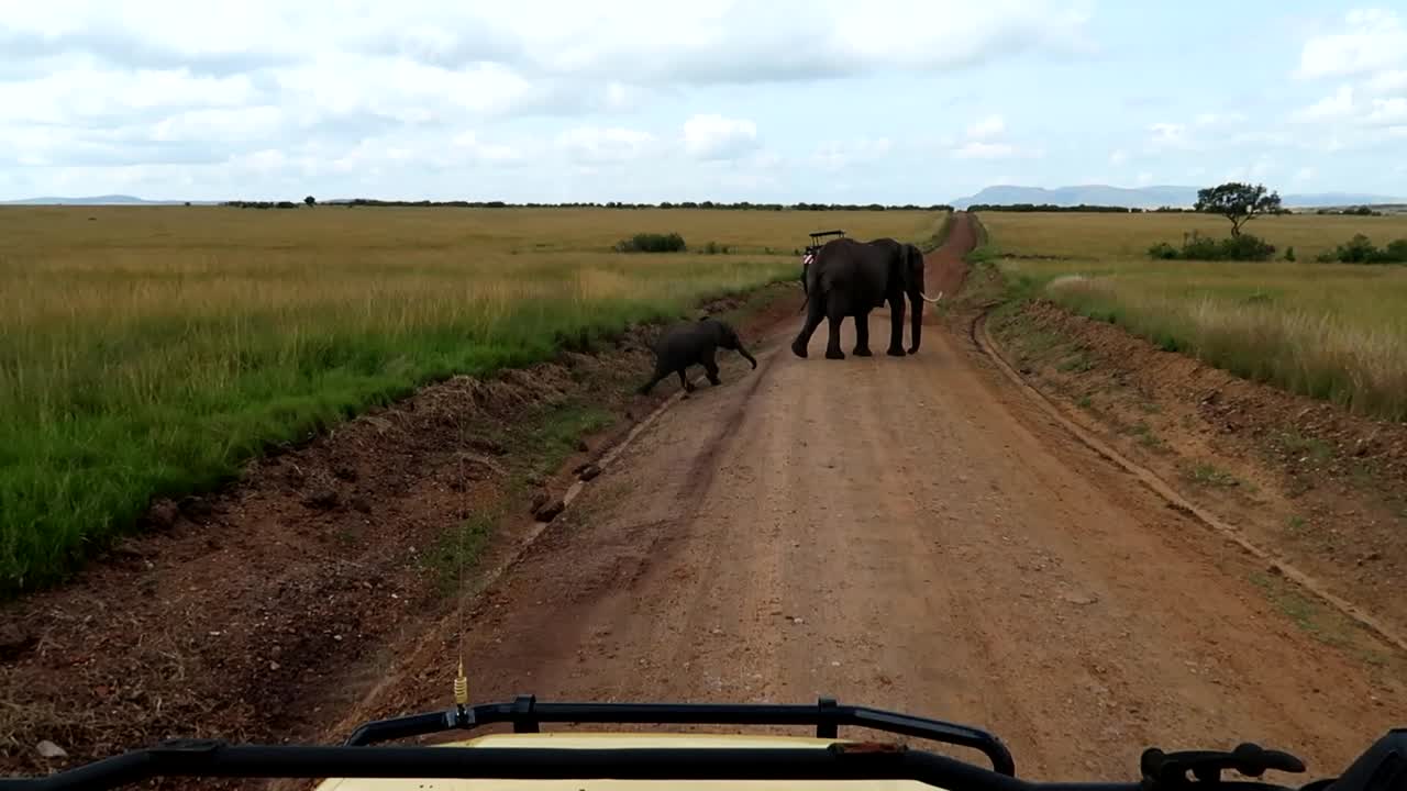 Mother elephant and calf crossing dirt road in Maasai Mara