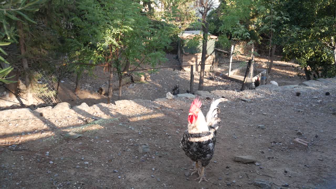 Happy rooster enjoying a warm evening at the Vlatadon Monastery, Thessaloniki, Greece