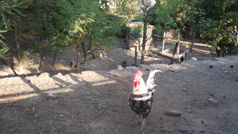 happy rooster enjoying a warm evening at the vlatadon monastery, thessaloniki, greece