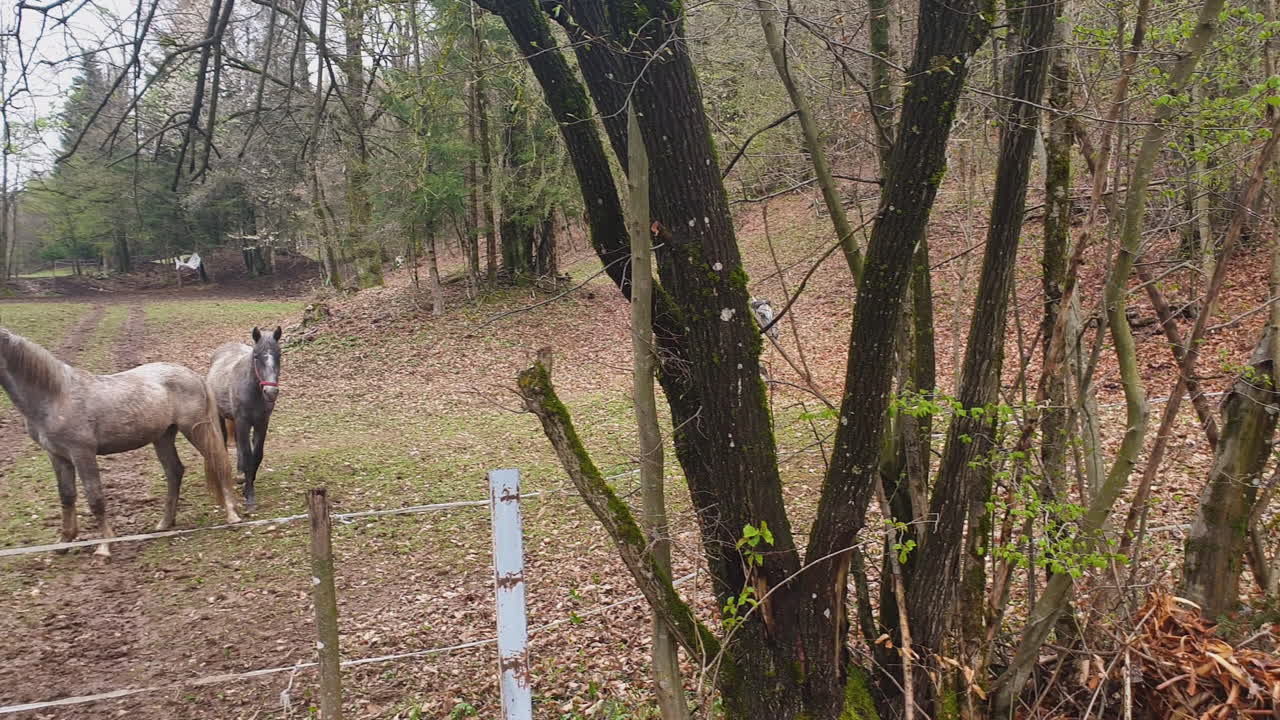 лошади на огороженном лесном пастбище - 2 жеребца гоняются друг за другом