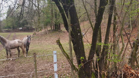 horses in a fenced forest pasture – 2 stallions chasing each other