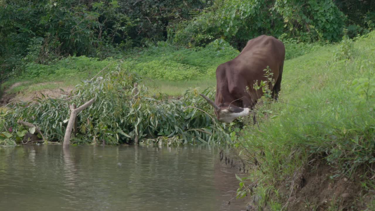 toro indio cerca del agua y la hierba